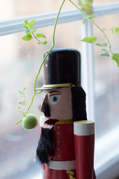 nussknacker-tomate-0689