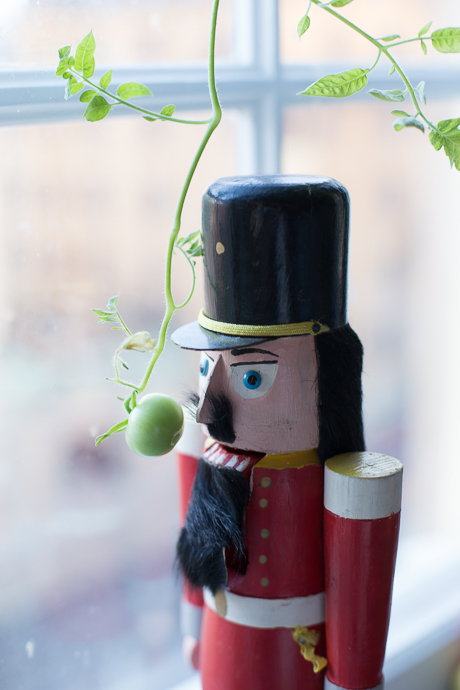 nussknacker-tomate-0693