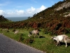 lynton12