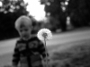 pusteblume